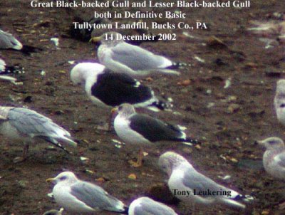 Lesser Black-backed Gull/Great Black-backed Gull