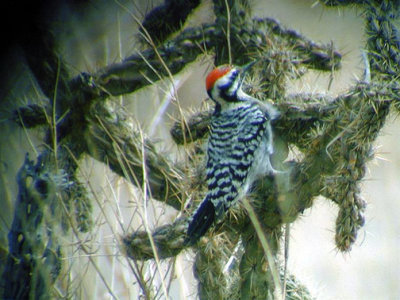 Ladder-backed Woodpecker