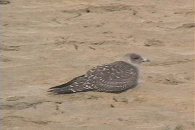 Long-tailed Jaeger