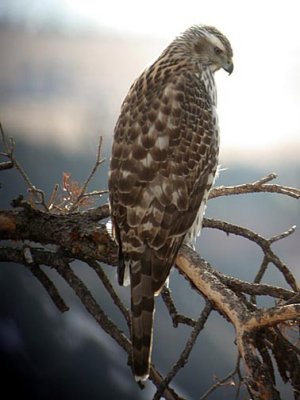 Northern Goshawk