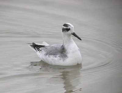 Red Phalarope