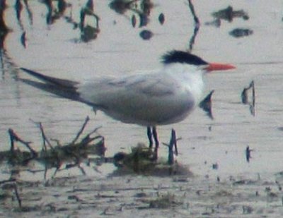 Royal Tern