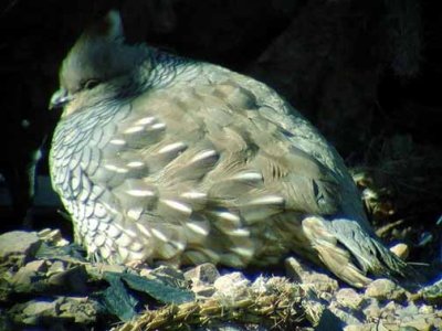 Scaled Quail