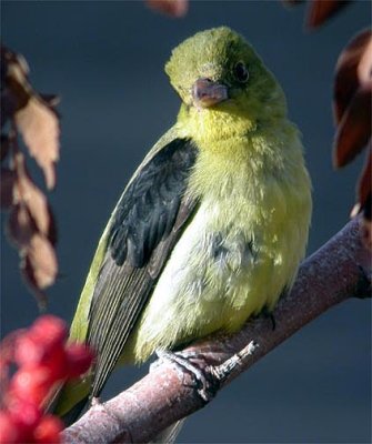 Scarlet Tanager