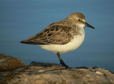 Semipalmated Sandpiper