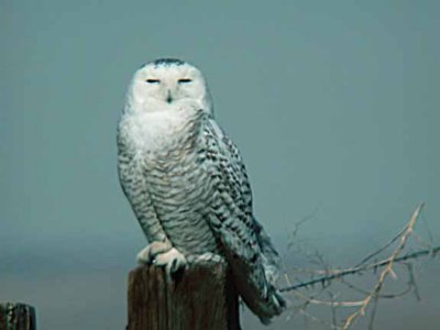 Snowy Owl