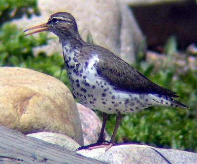 Spotted Sandpiper