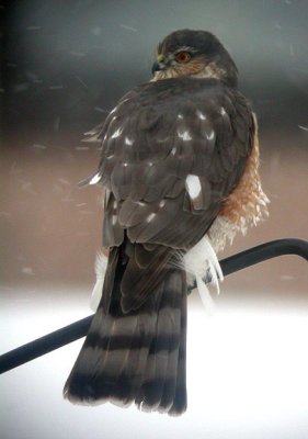 Sharp-shinned Hawk