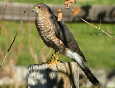 Sharp-shinned Hawk