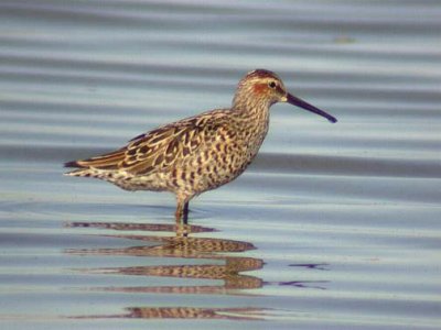 Stilt Sandpiper