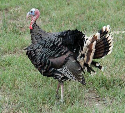 Wild Turkey