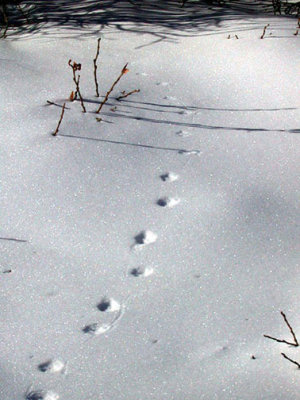 White-tailed Ptarmigan Tracks