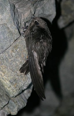 Black Swift