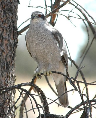 Northern Goshawk