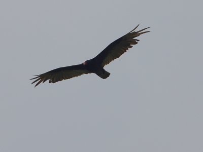 Turkey Buzzard