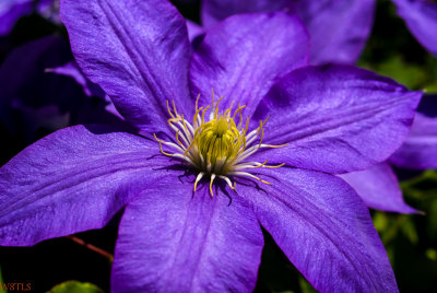 Clematis