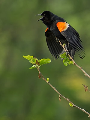 Red Winged Black Bird Singing his Song