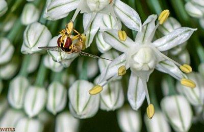 Hover Fly on an Onion Flower