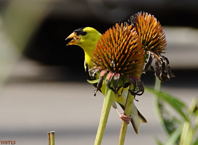 Yellow Finch having a snack.