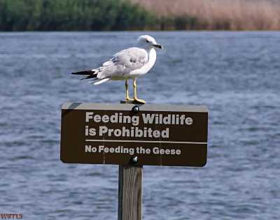 I'm not a Goose, FEED ME!