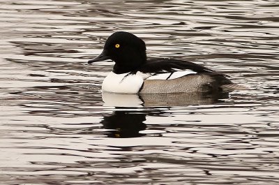 Common Goldeneye X Hooded Merganser hybrids