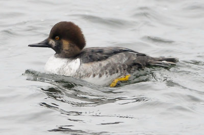 Common Goldeneye X Hooded Merganser hybrids