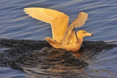 Duluth/Superior gulls