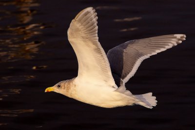 Glaucous-winged Gull adult