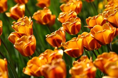Keukenhof: Tulips until you fall