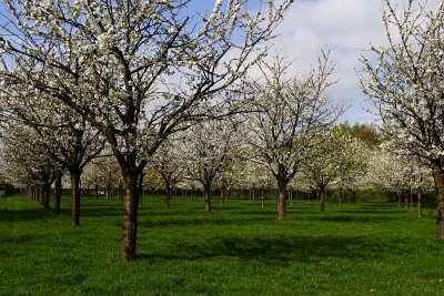 Apple trees in Haspengauw