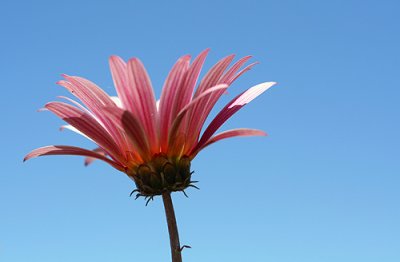 Macro