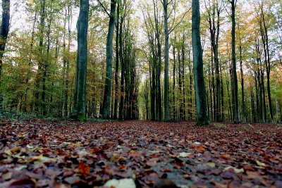 Heverlee Bos in Autumn