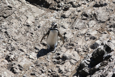 Penguins!