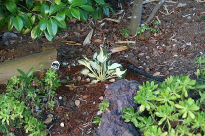 hosta. my mom had these and i love the variegated leaves