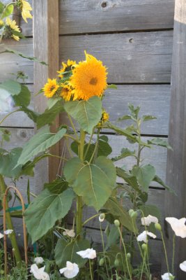 the sunflowers have been the biggest surpirse.  they have grown so much and made so much plant matter in 6 weeks it is amazing