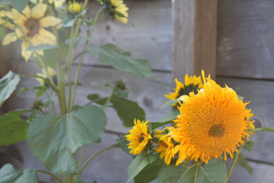 big yellow happiness
