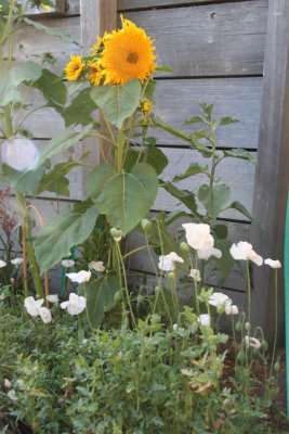 icelandic poppies don't seem to know they should be done by now.  go poppies!