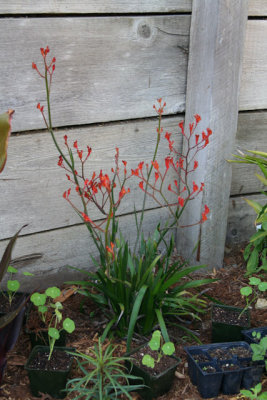 kangaroo paw is getting established