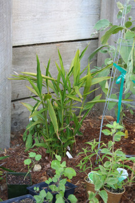 one of the gingers surrounded by climbing nastertium starts