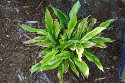 variagated ginger.  we'll see what it thinks of a bay area winter