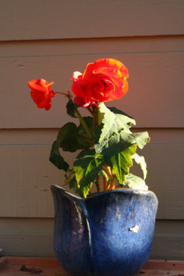 tuberous begonia -- i hope the little bit of late afternoon sun it gets is enough 