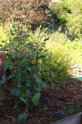 dahlias, finally!  got them yesterday.  if they withstand the root unbinding, i should have purple-red blooms soon