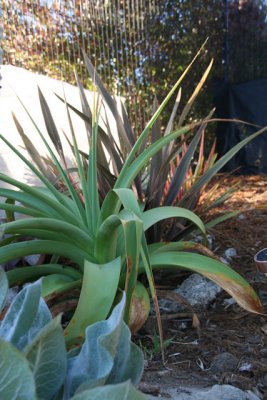 kniphofia - sp!, big and happy