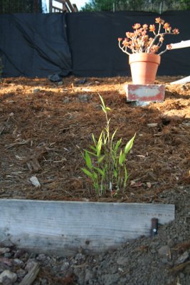 bamboo. thought i got all of the root here. guess not. time for the pick ax