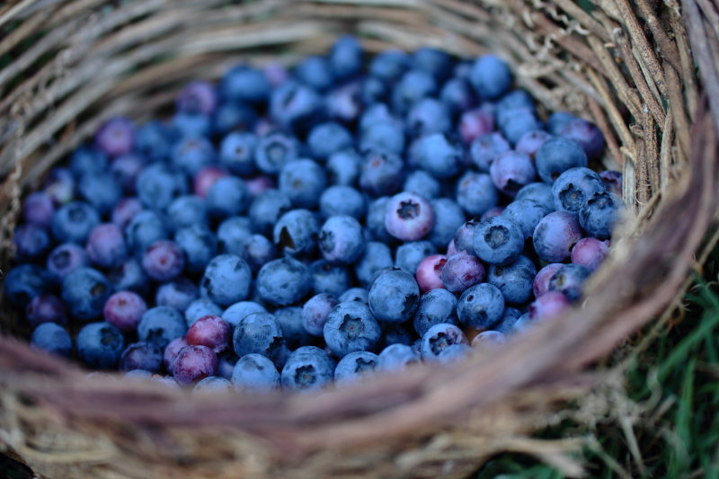 time for blueberries