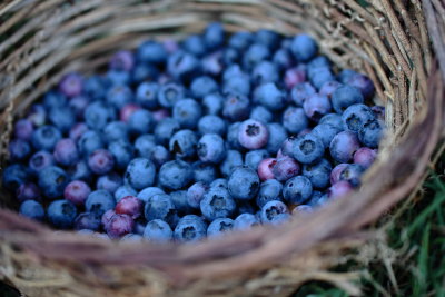 time for blueberries
