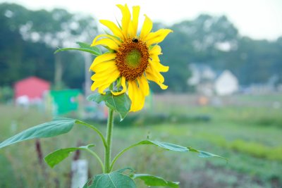 Lone Sunflower