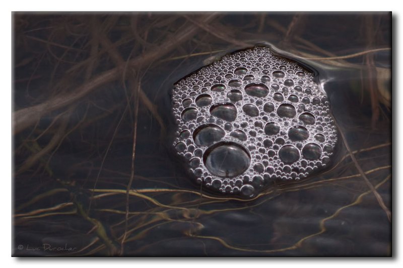 Bulles