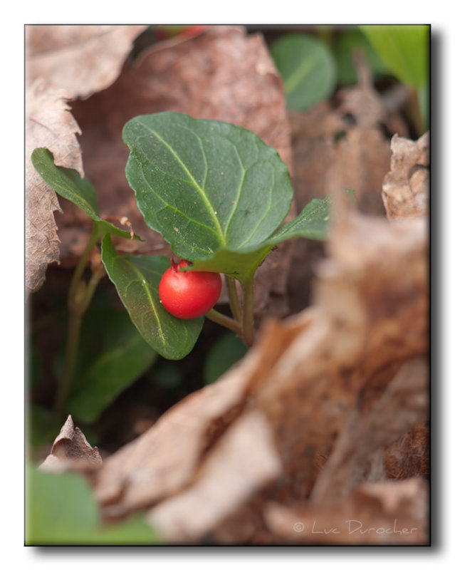 Petit fruit rouge