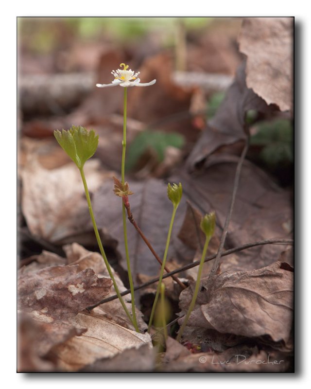 Coptide du Groenland (Savoyane)(Coptis groenlandica)